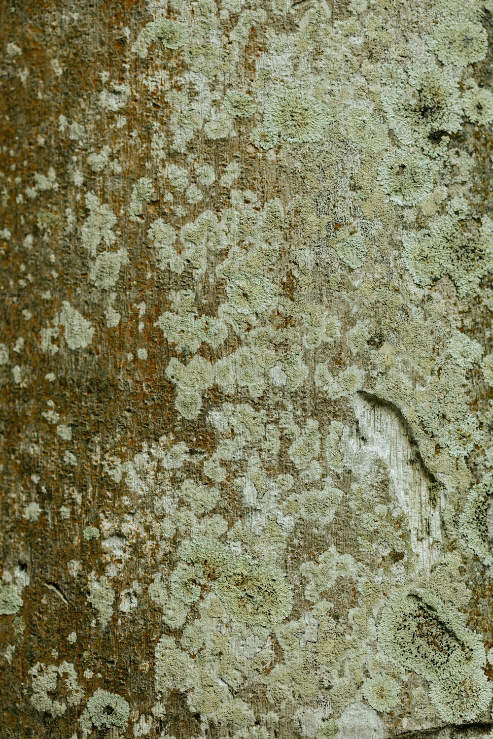 a close up of a piece of wood with lichen on it