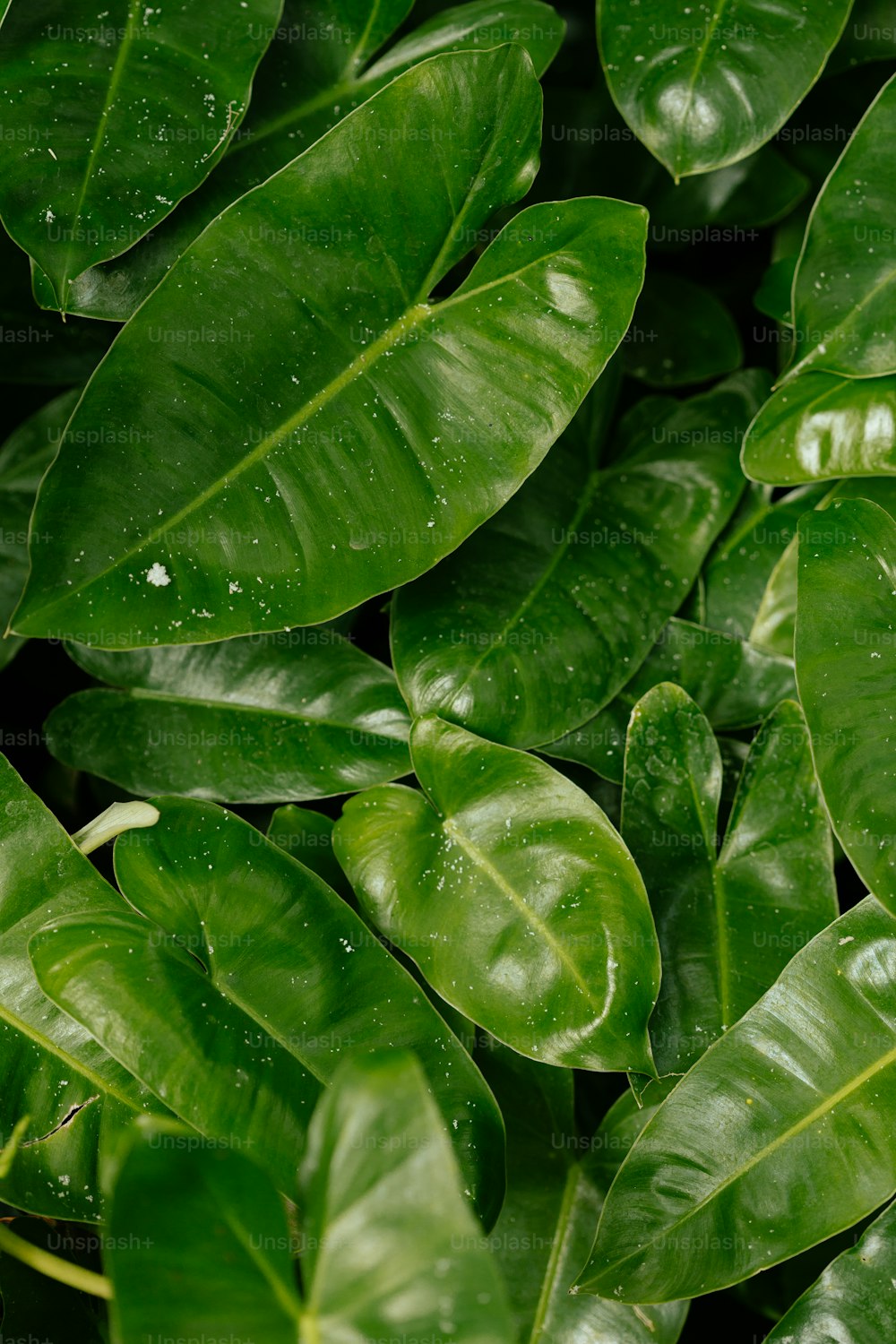 Gros plan d’une plante à feuilles vertes