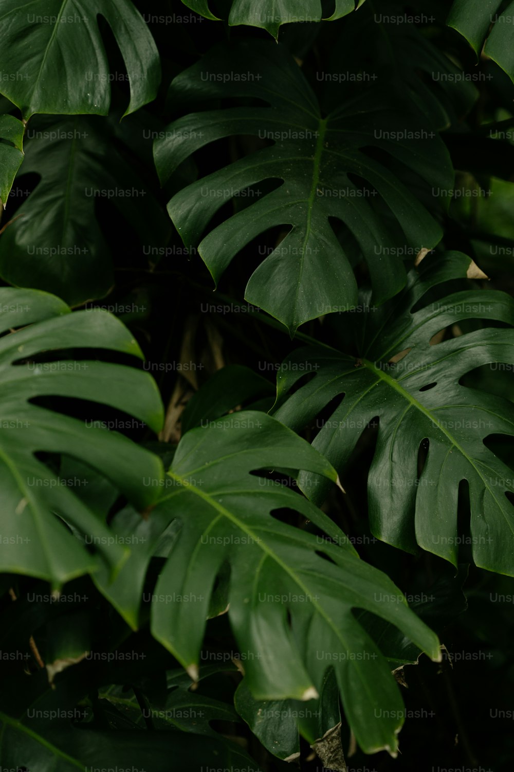 a close up of a green leafy plant