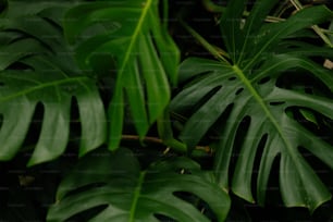 a close up of a green leafy plant