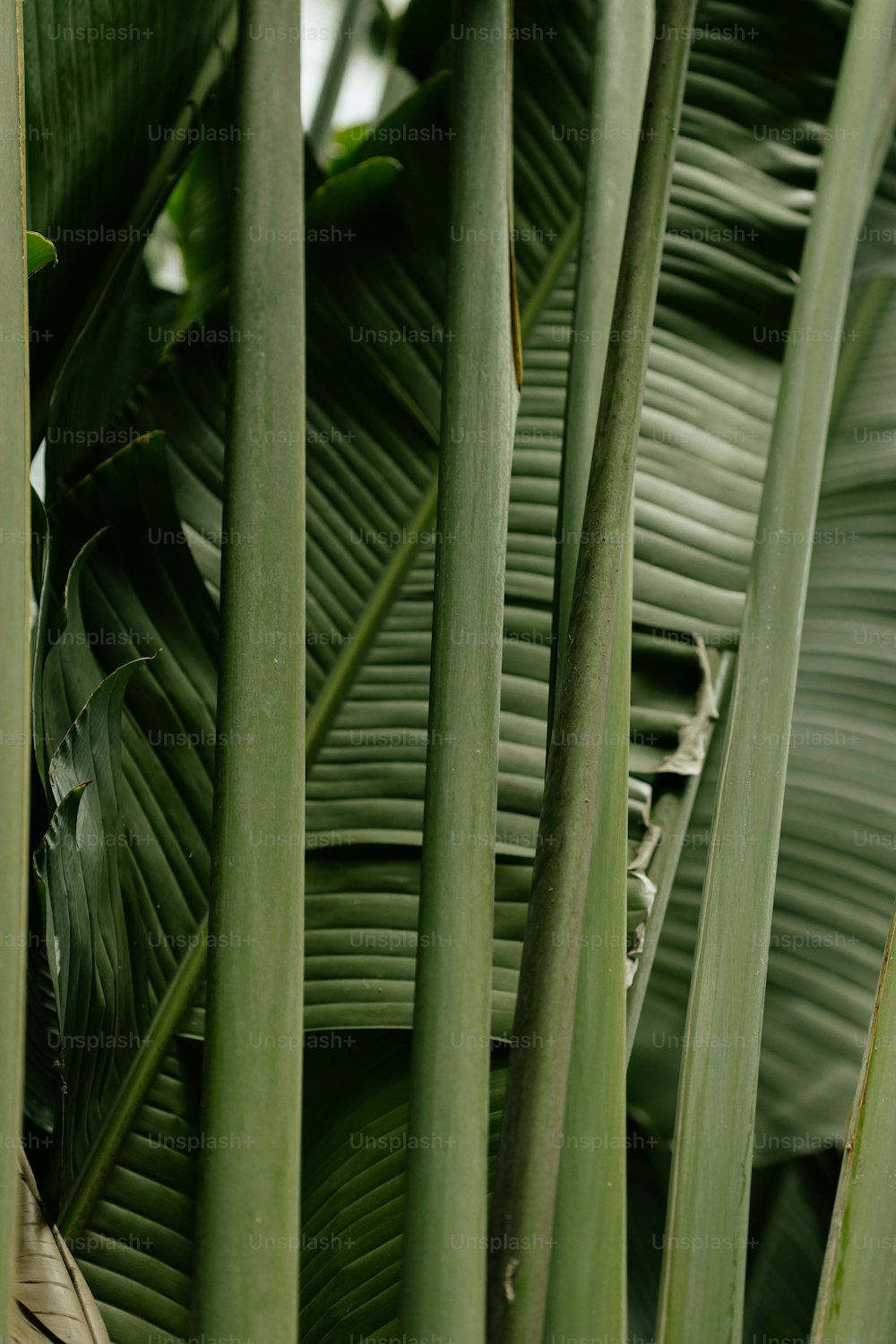 um close up de um monte de plantas verdes