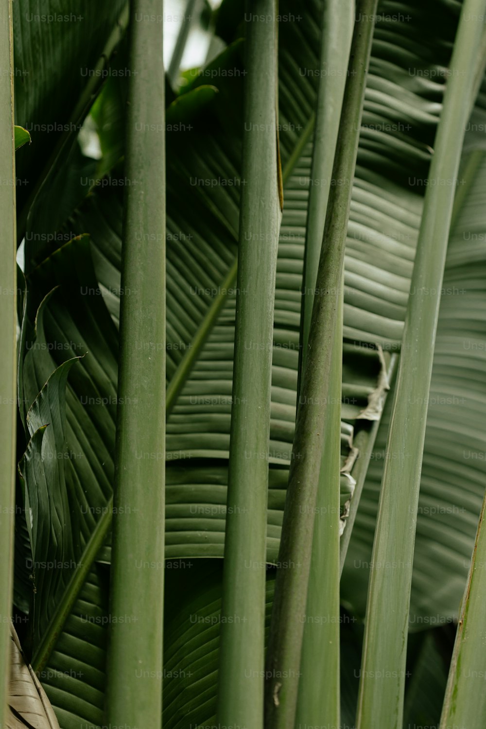 Eine Nahaufnahme eines Straußes grüner Pflanzen