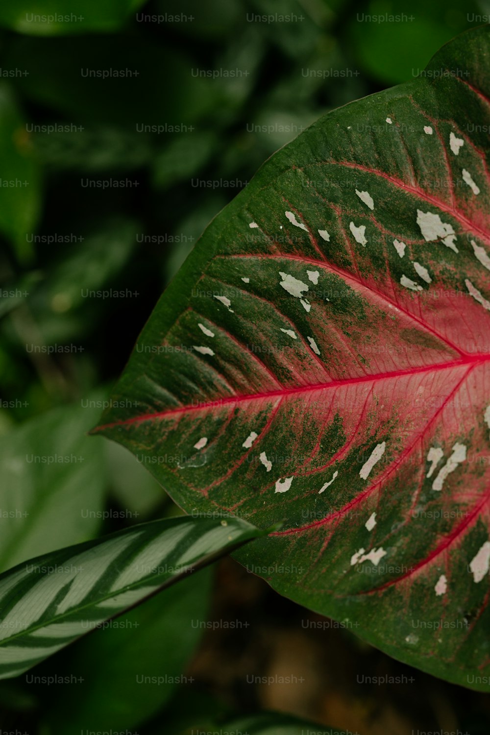a red and green leaf with white spots
