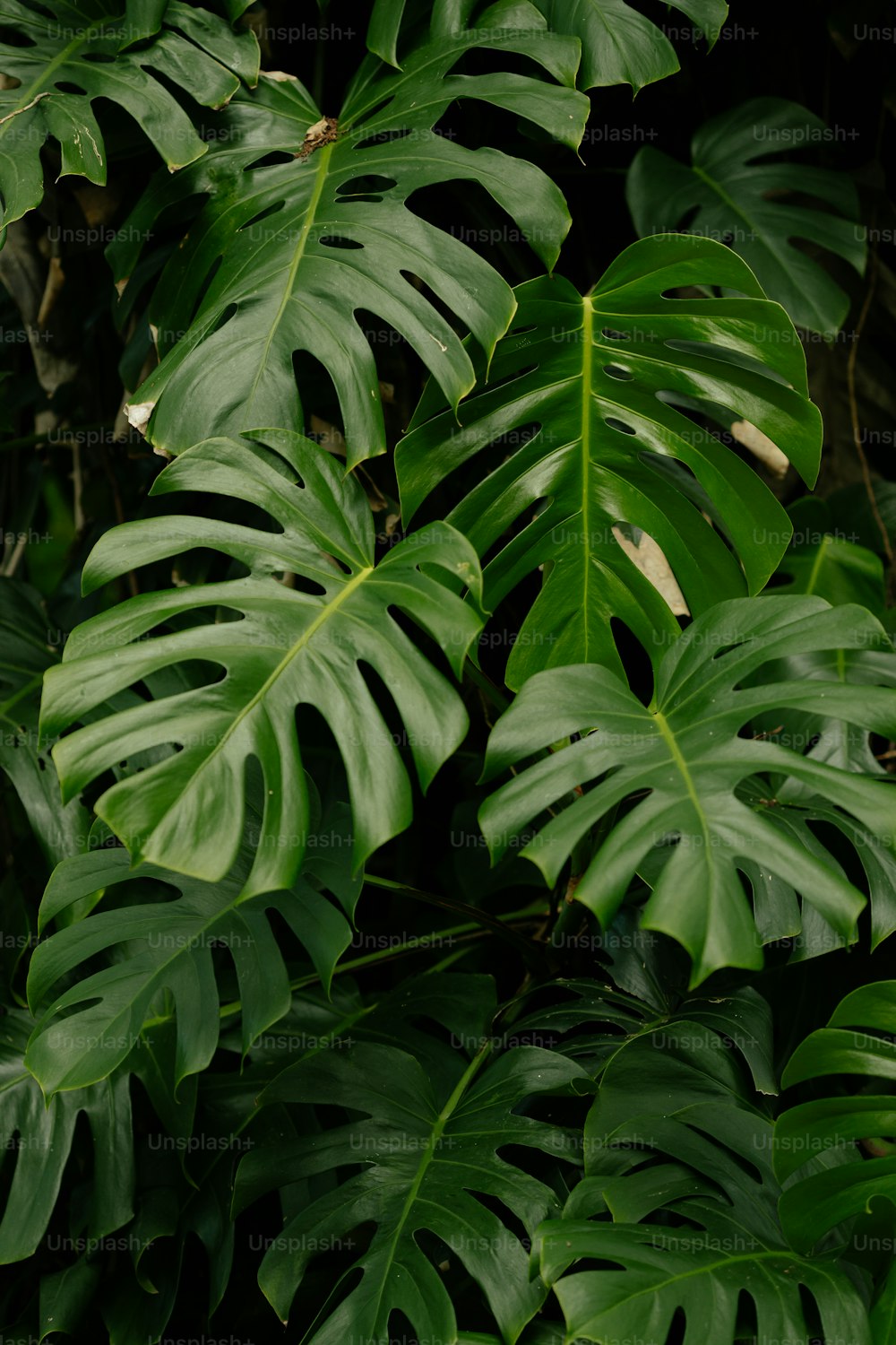 a close up of a large green leafy plant