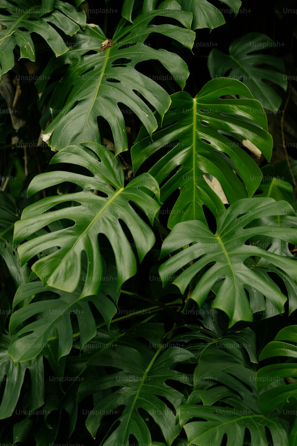 Eine Nahaufnahme einer großen grünen Blattpflanze