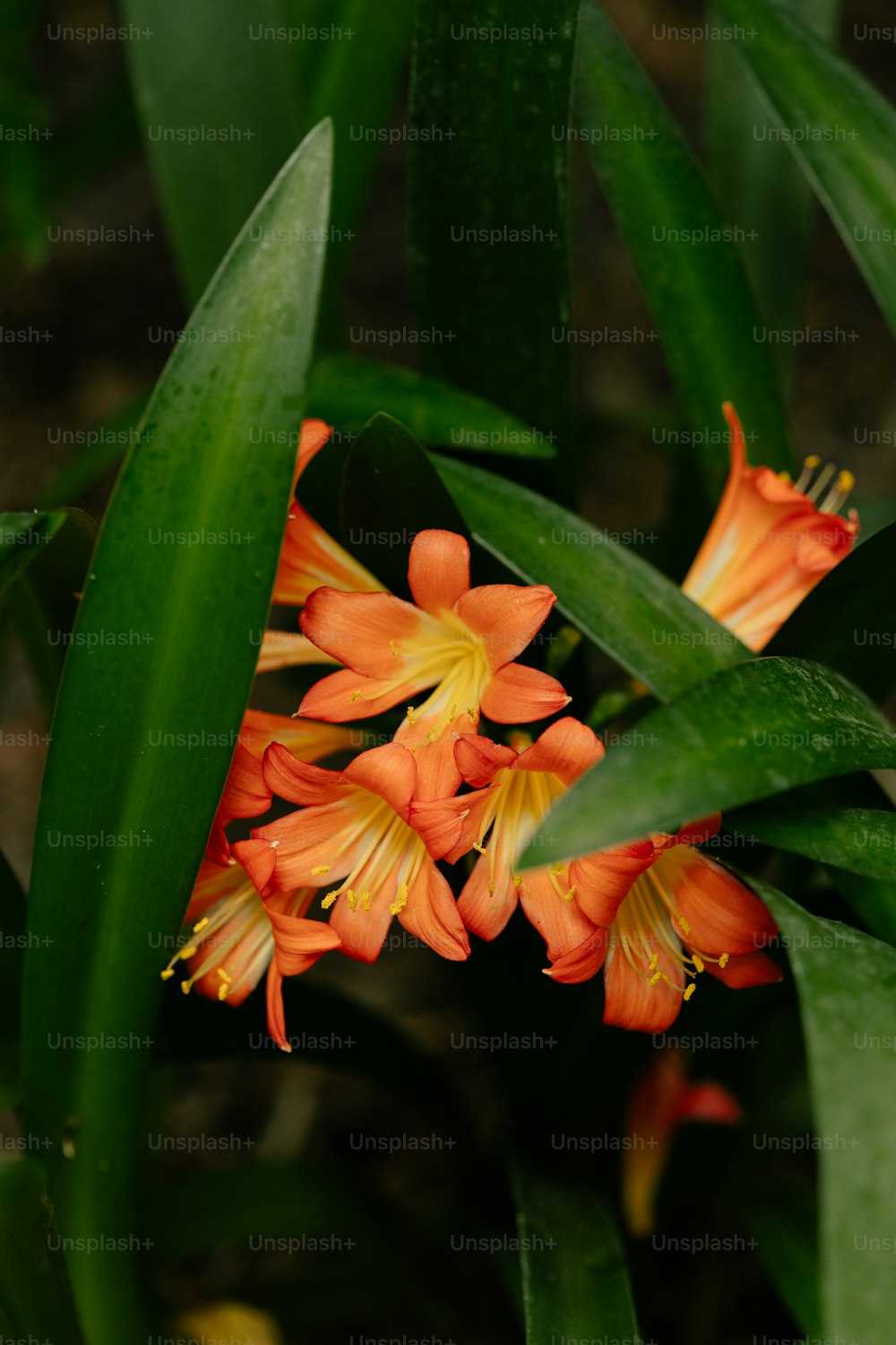 eine Nahaufnahme eines Straußes orangefarbener Blumen