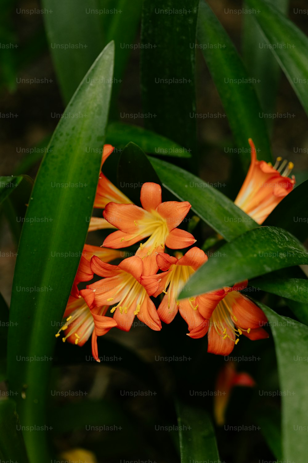 a close up of a bunch of orange flowers