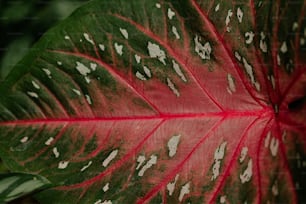 una hoja roja y verde con manchas blancas