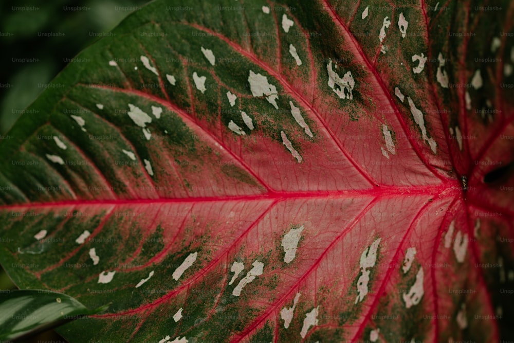 a red and green leaf with white spots