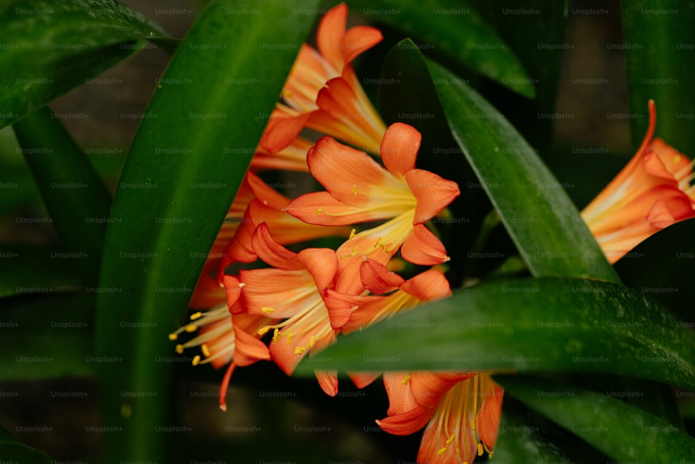 Un primer plano de algunas flores naranjas en una planta