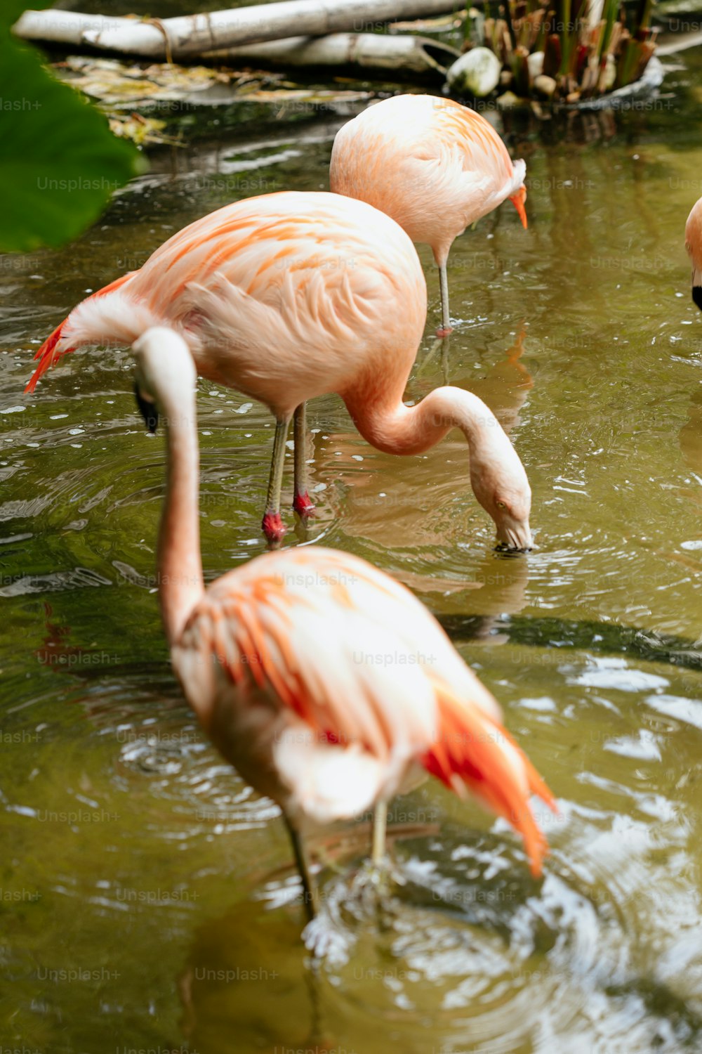 Un grupo de flamencos están parados en el agua