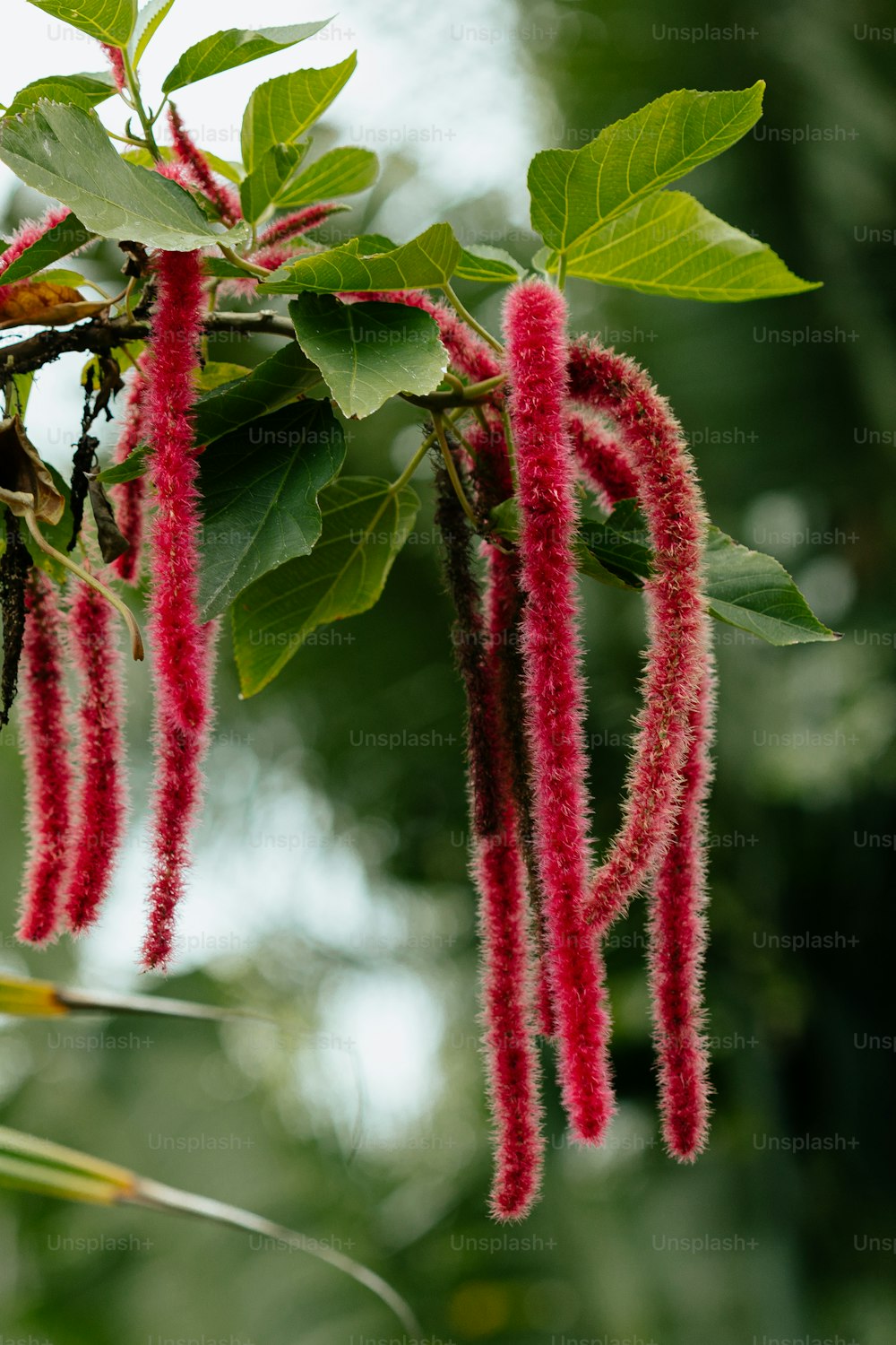 Eine Nahaufnahme eines Baumes mit roten Blüten