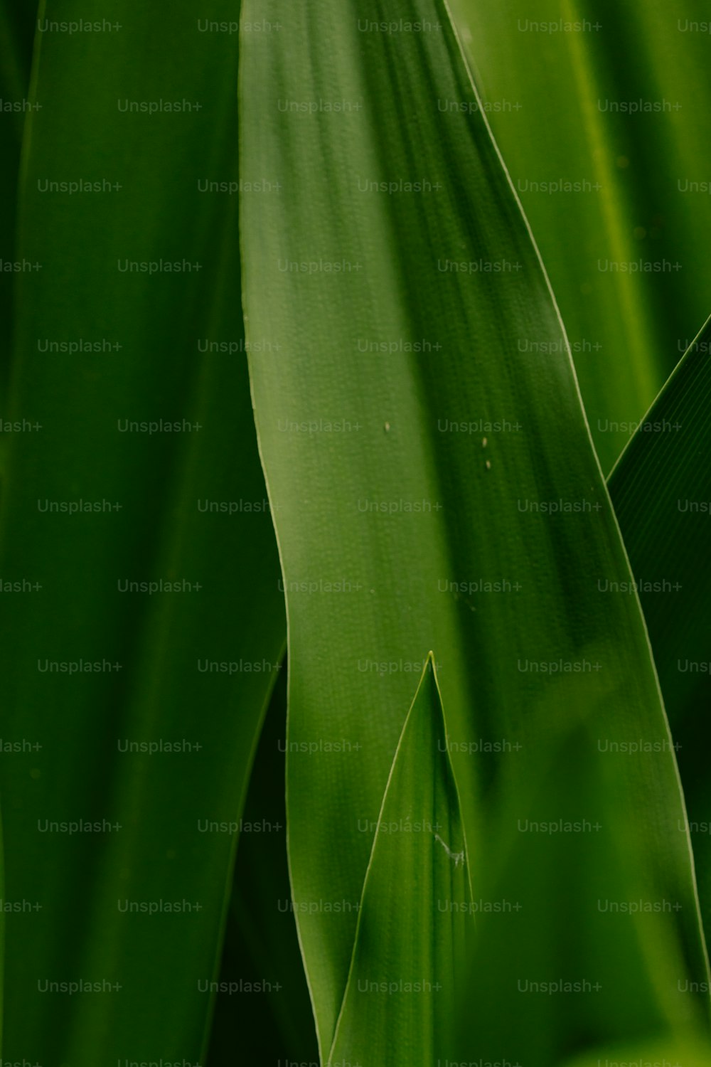 a close up of a green plant with leaves