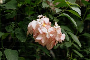 eine Gruppe rosa Blüten mit grünen Blättern