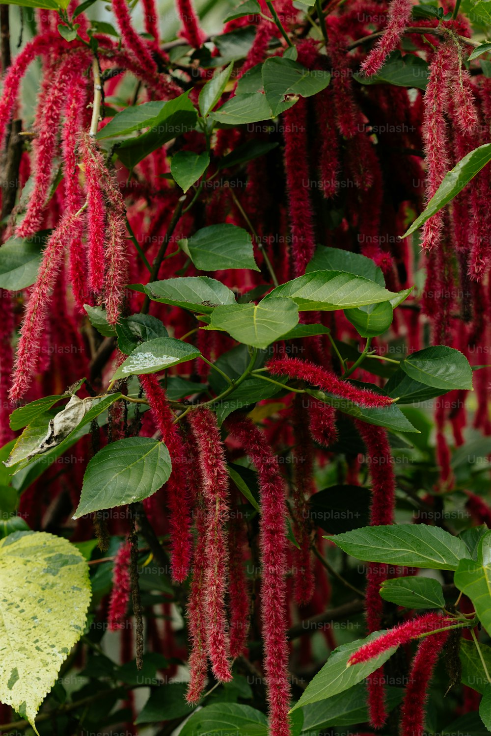 una pianta con fiori rossi e foglie verdi