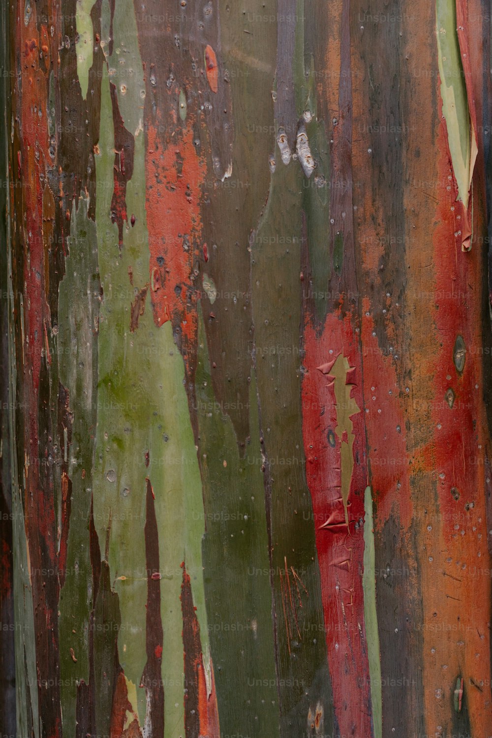 a close up of a red and green tree trunk