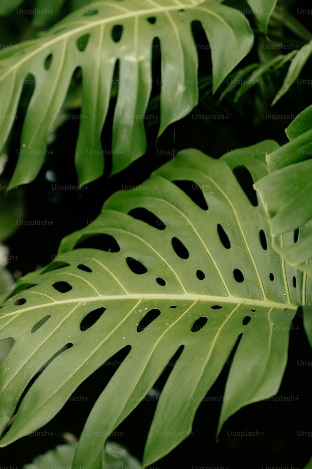 uma folha verde com manchas pretas