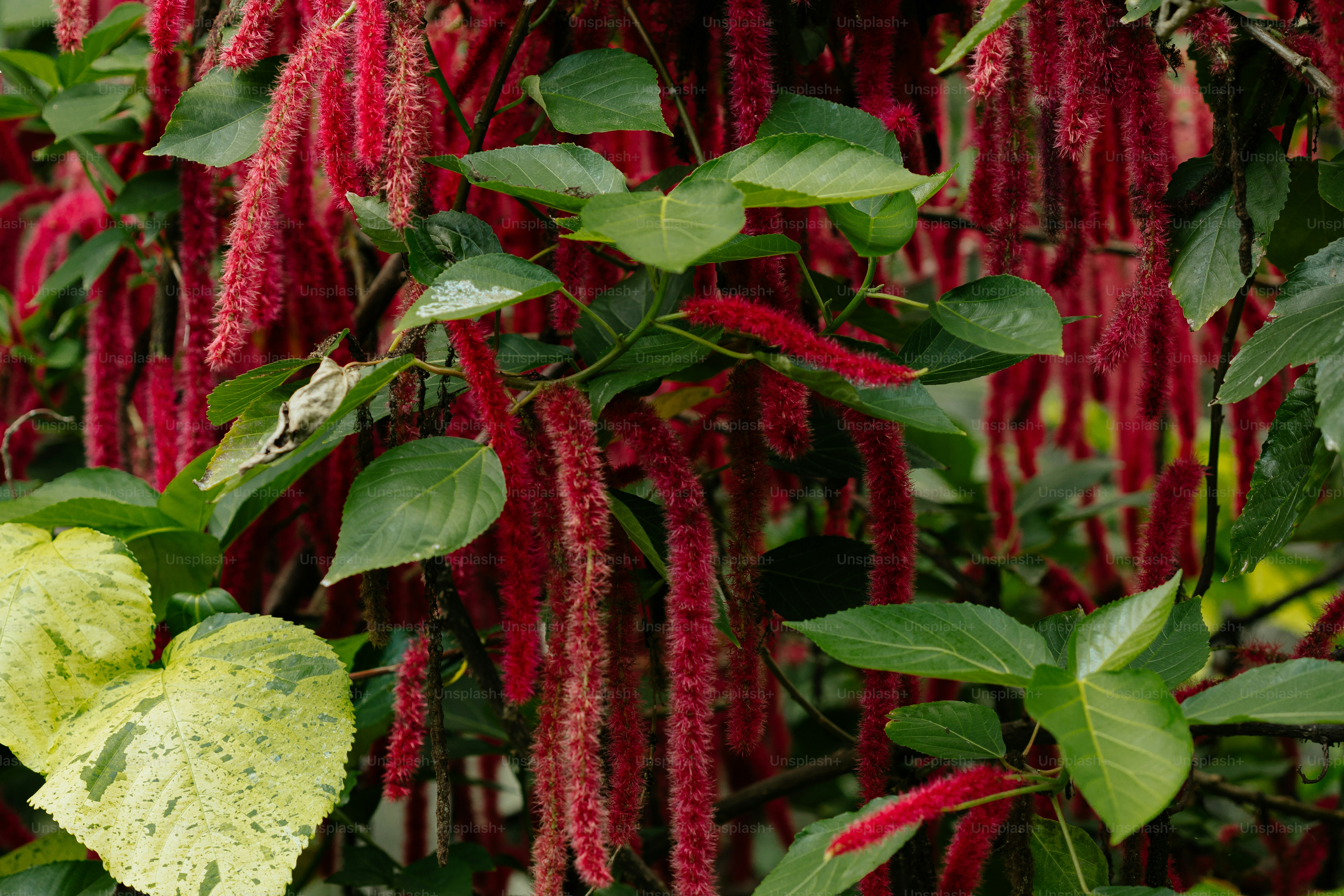 a close up of a bunch of flowers on a tree