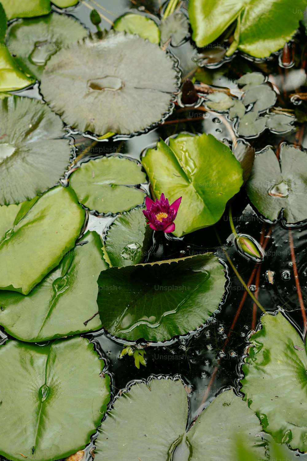 a pink flower is in the middle of lily pads