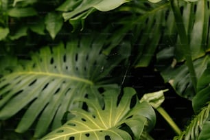 a close up of a green plant with lots of leaves