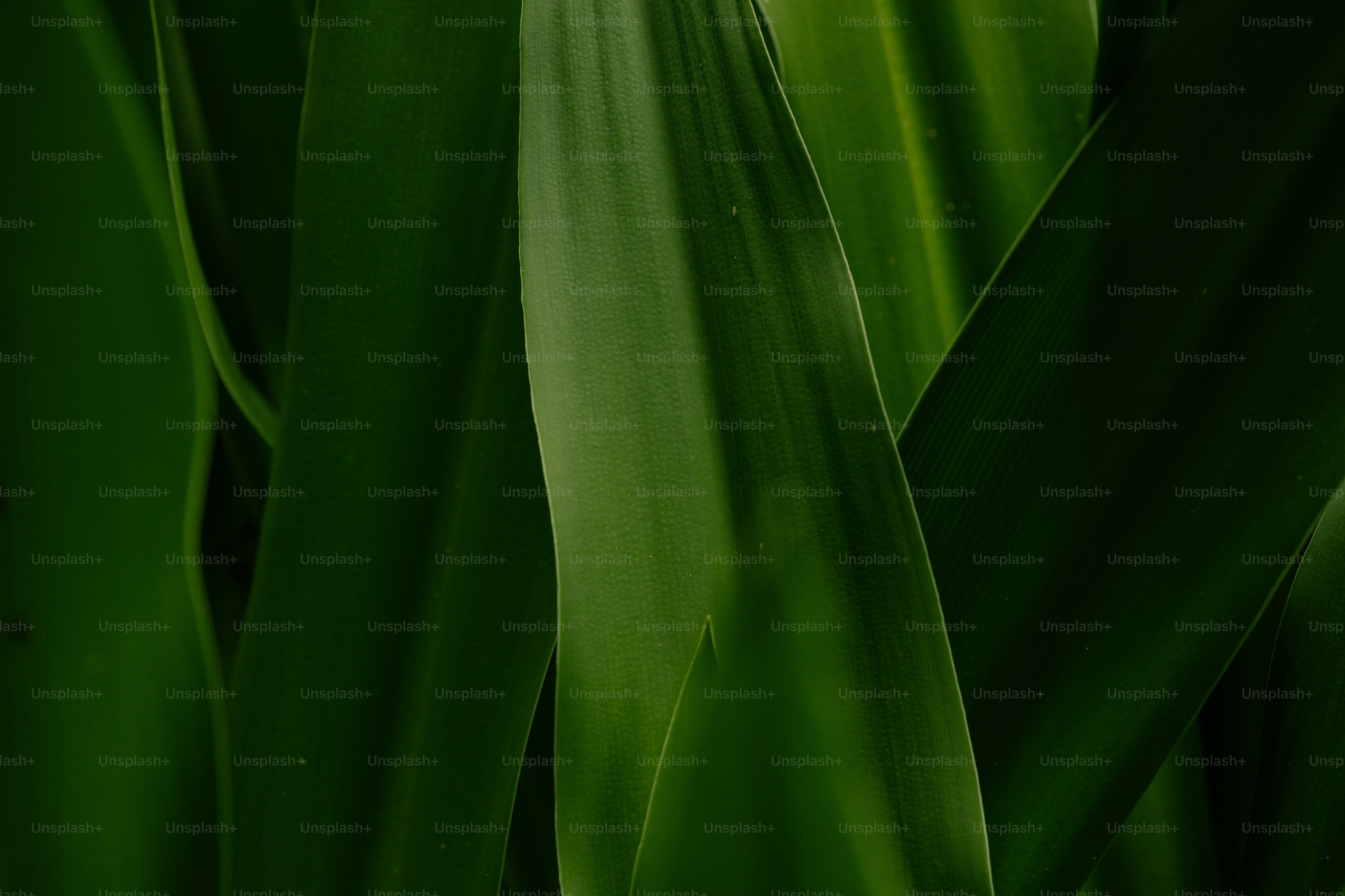 a close up of a green plant with leaves