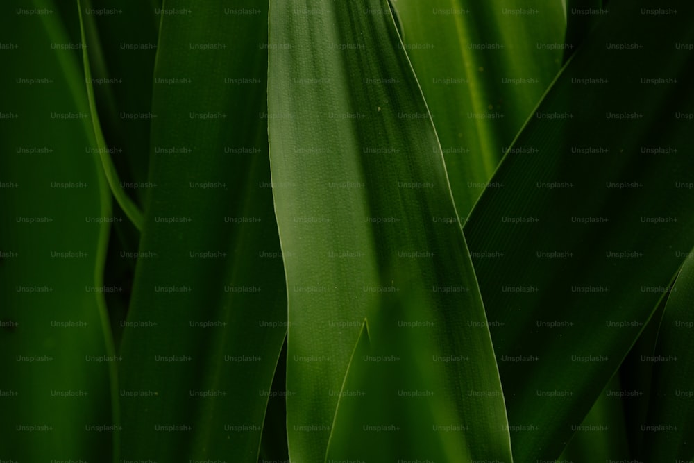 잎이있는 녹색 식물의 클로즈업