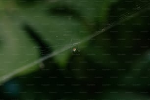 Eine Nahaufnahme eines Spinnennetzes auf einem Blatt