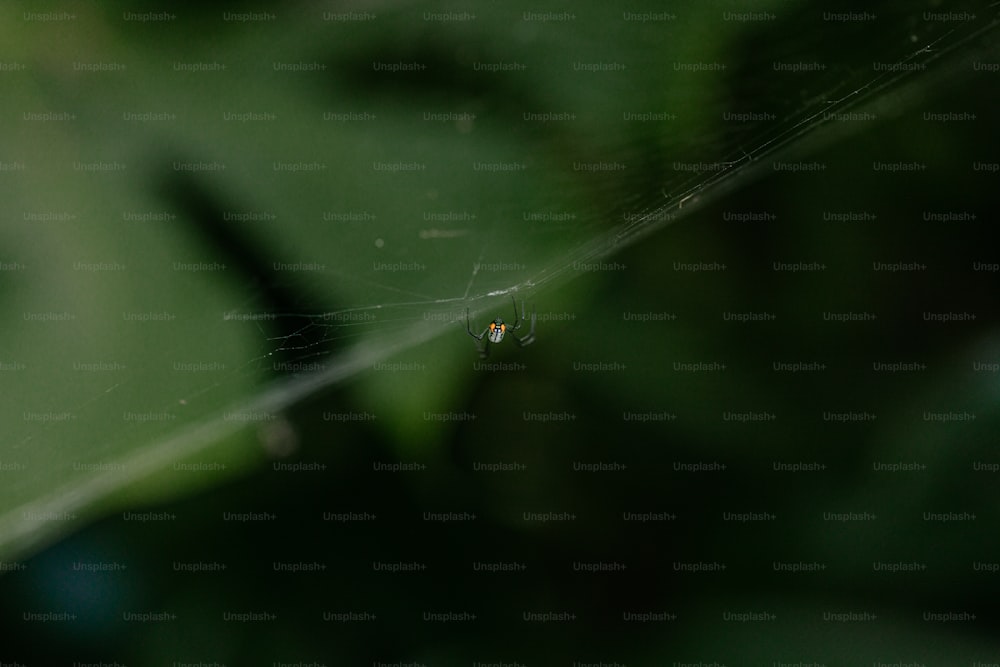Un primer plano de una tela de araña en una hoja