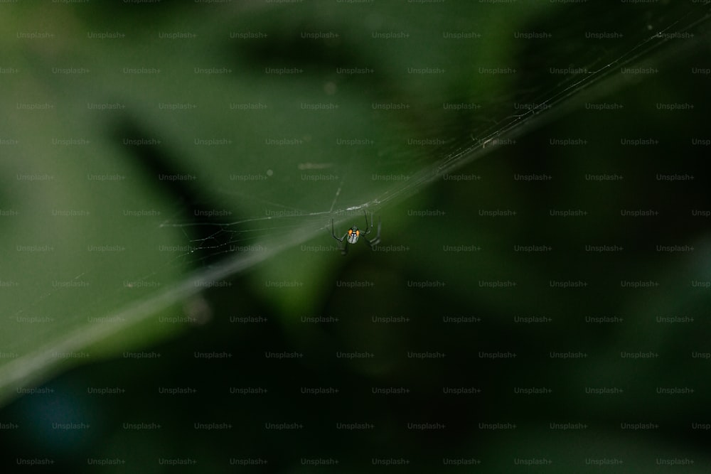 a close up of a spider's web on a leaf