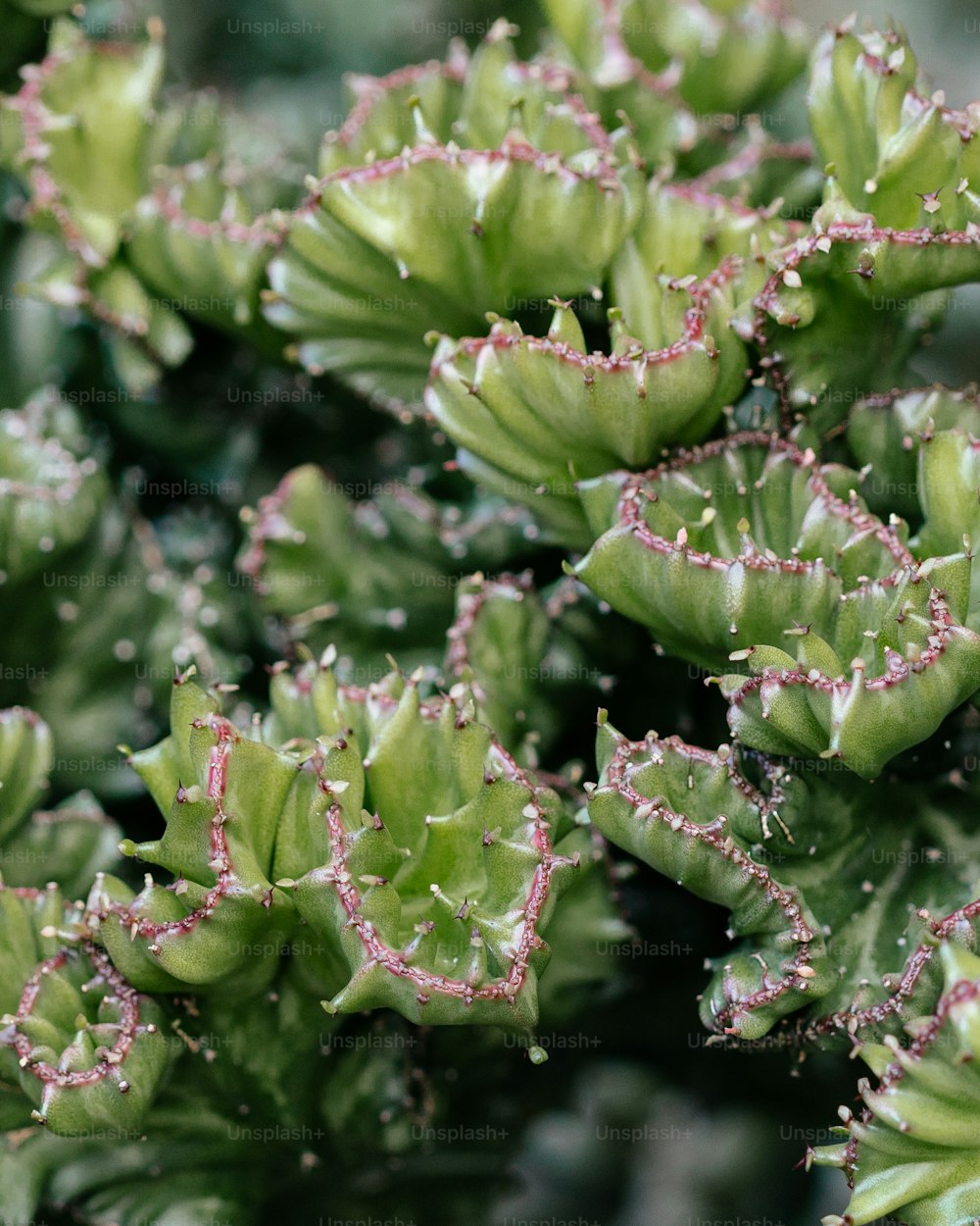 a close up of a green plant with tiny pink flowers