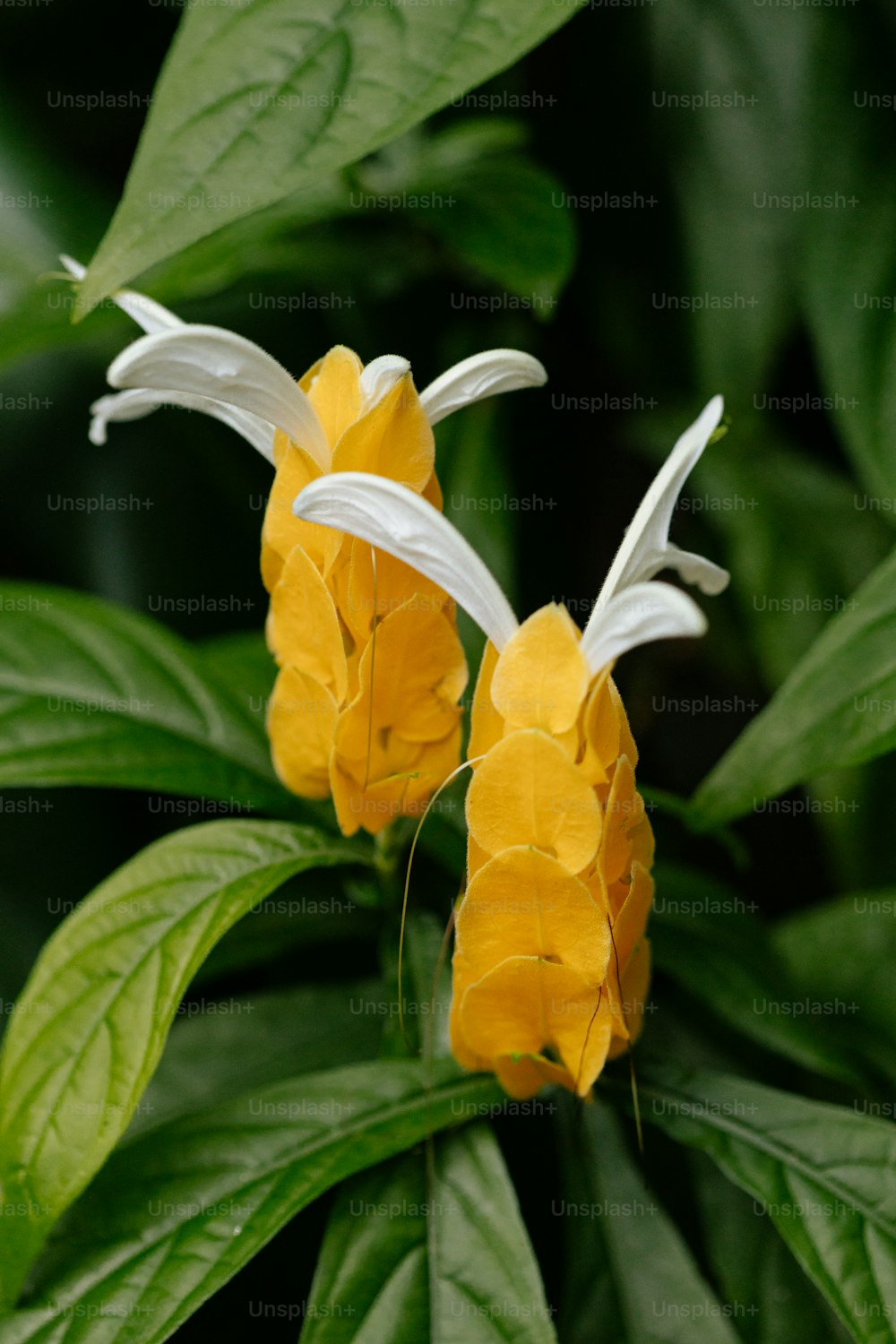 two yellow and white flowers with green leaves
