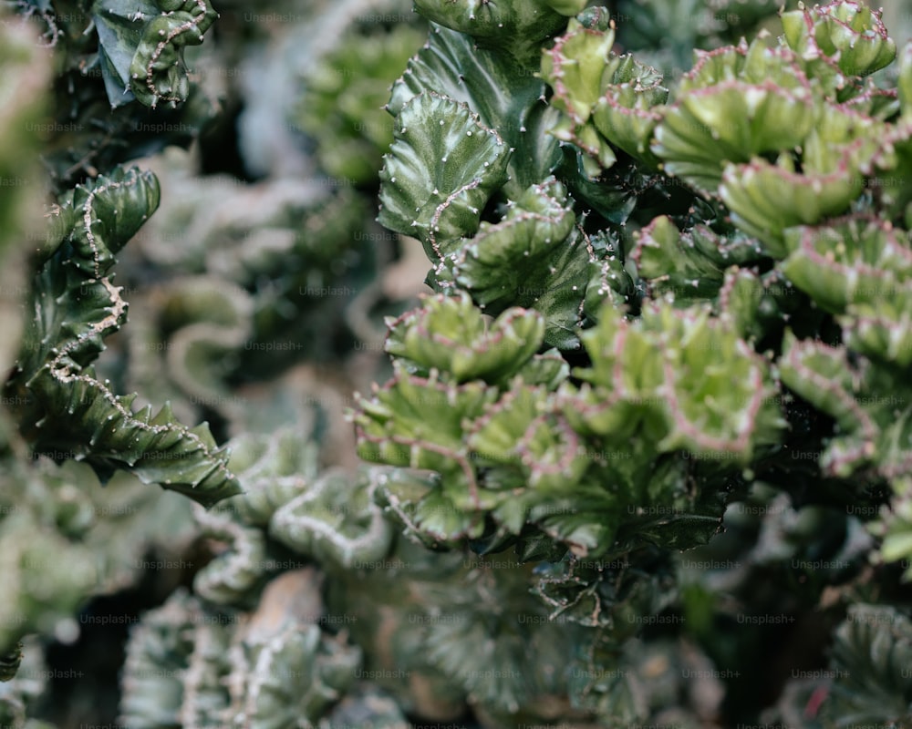 a close up of a bunch of green plants