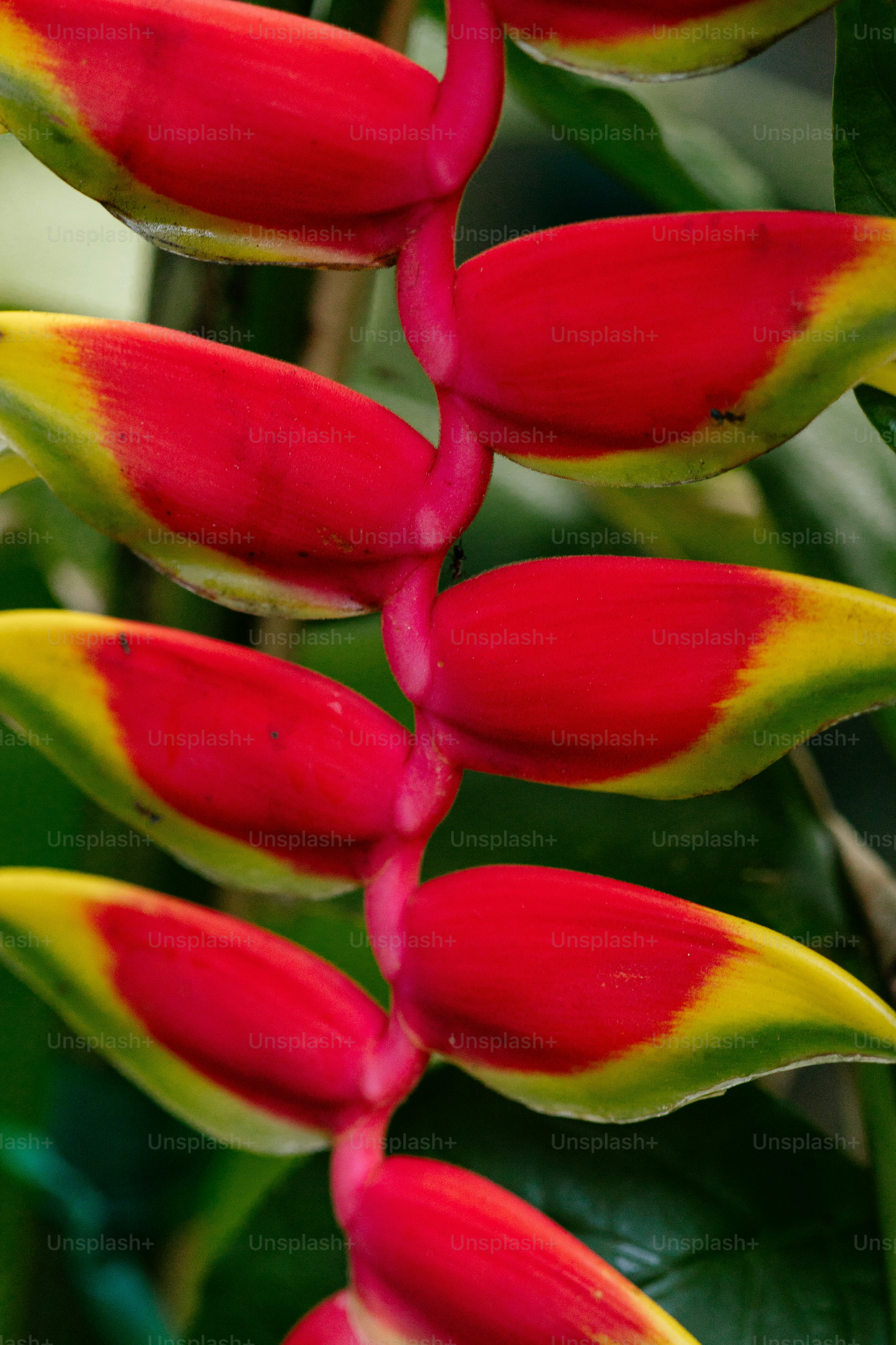 a red and yellow flower with green leaves