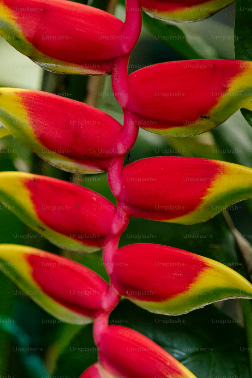 a red and yellow flower with green leaves