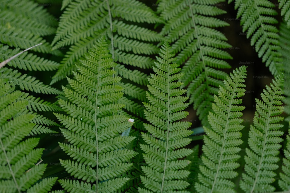 a close up of a green plant with lots of leaves