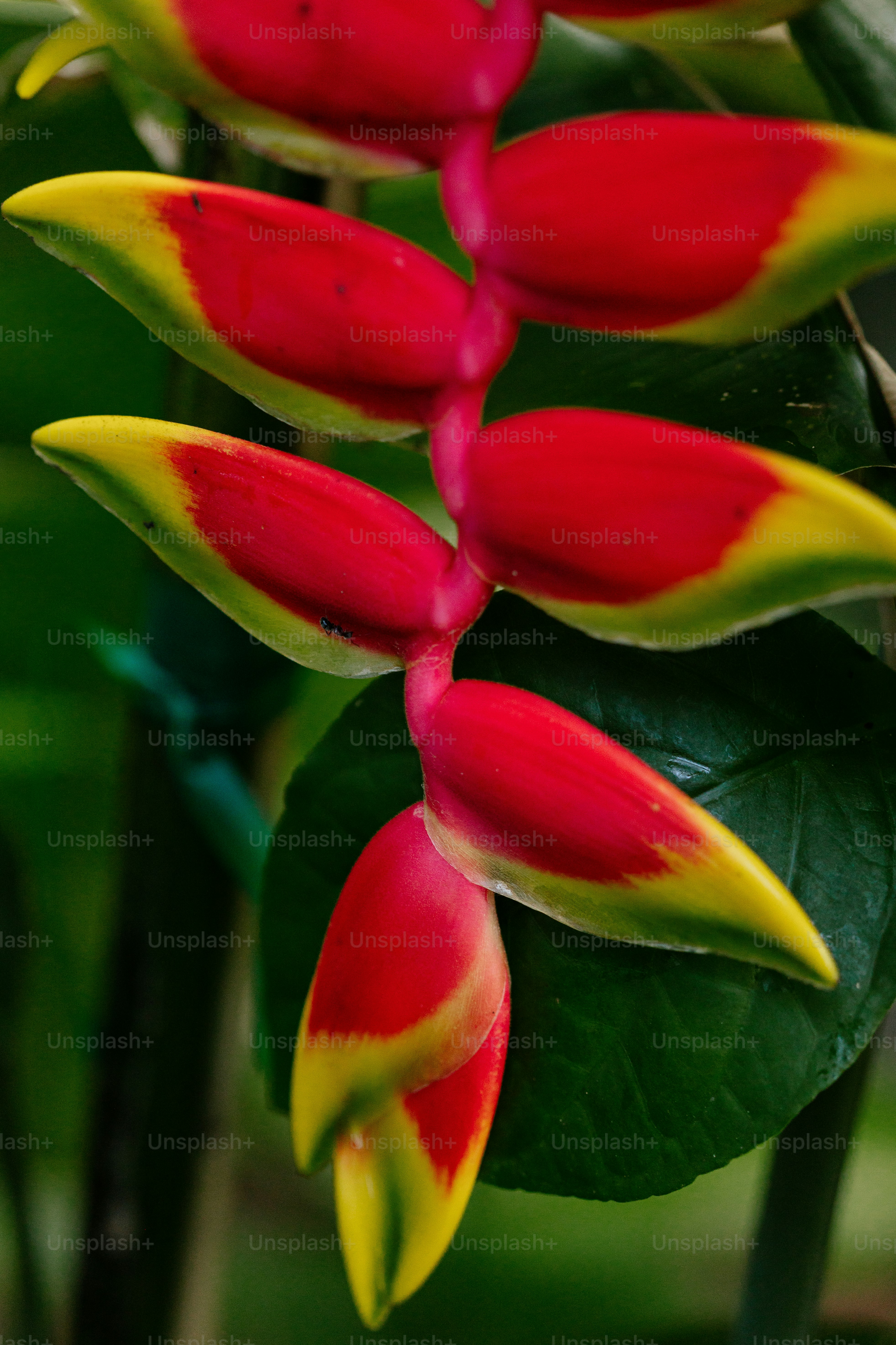 un fiore rosso e giallo con foglie verdi
