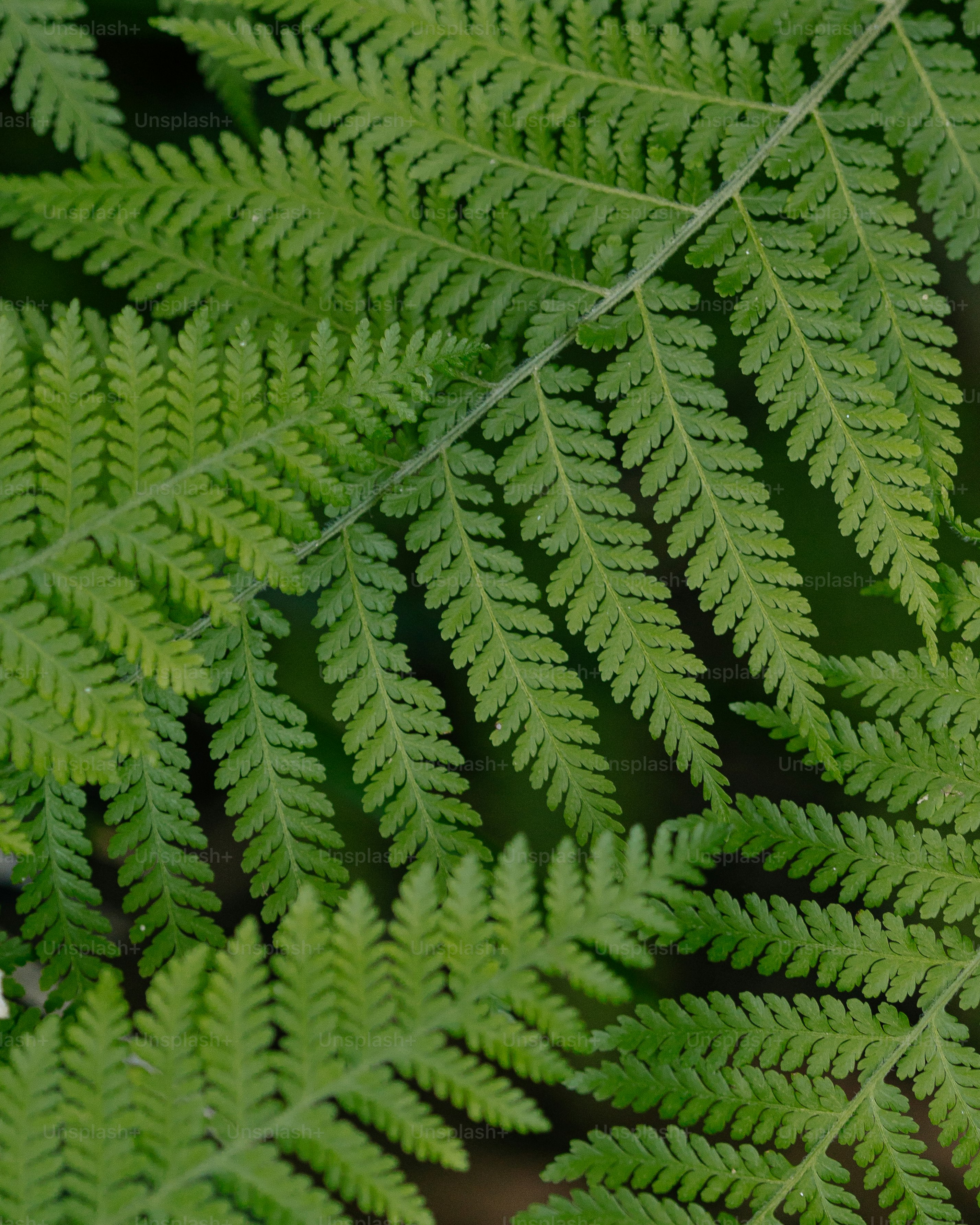 a close up of a green plant with lots of leaves