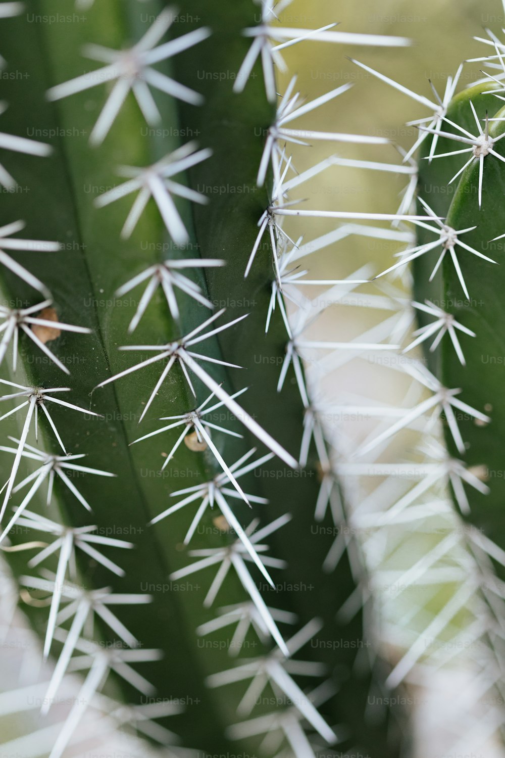 un gros plan d’un cactus vert avec des pointes blanches