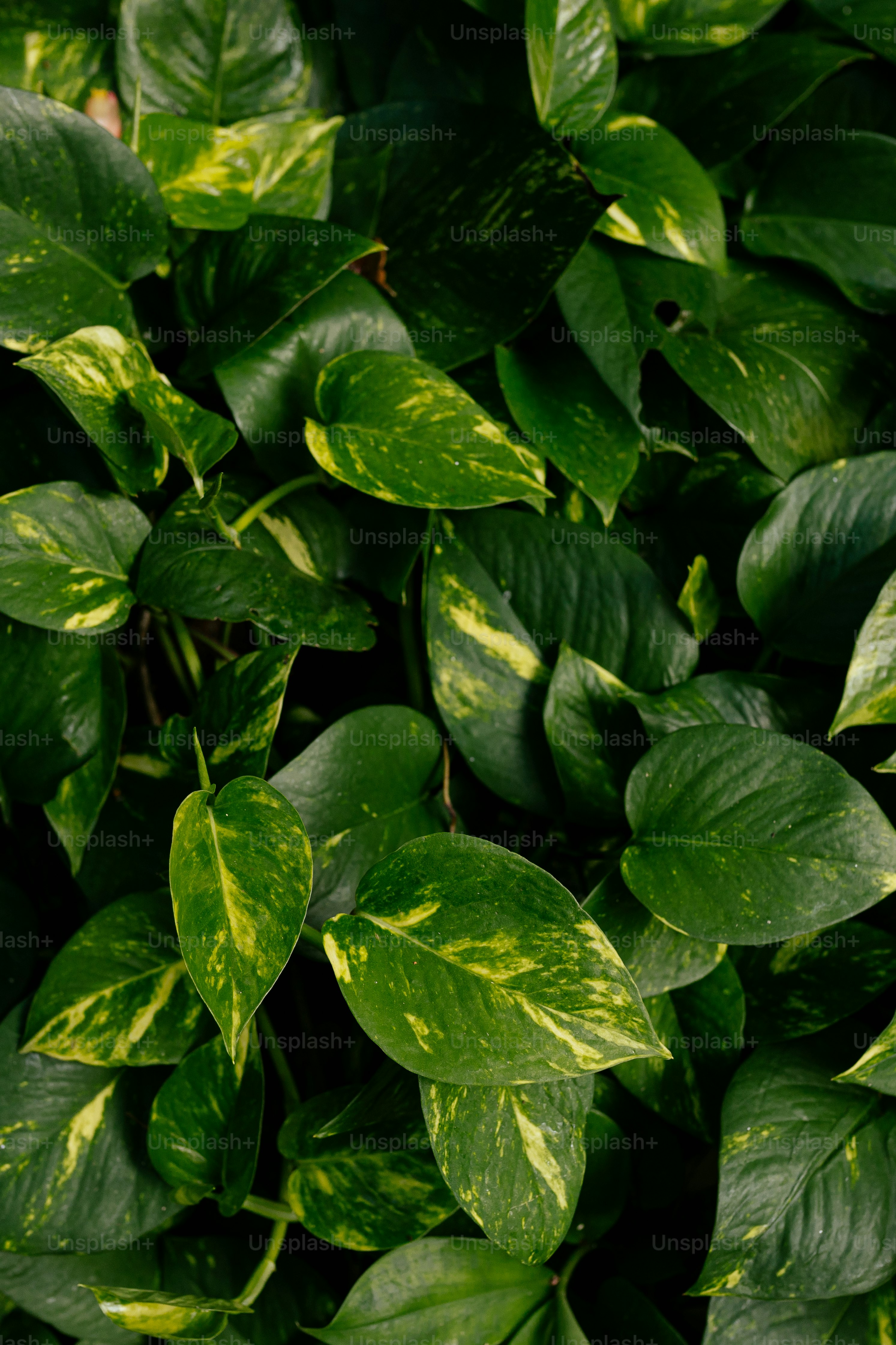 um close up de uma planta com folhas verdes