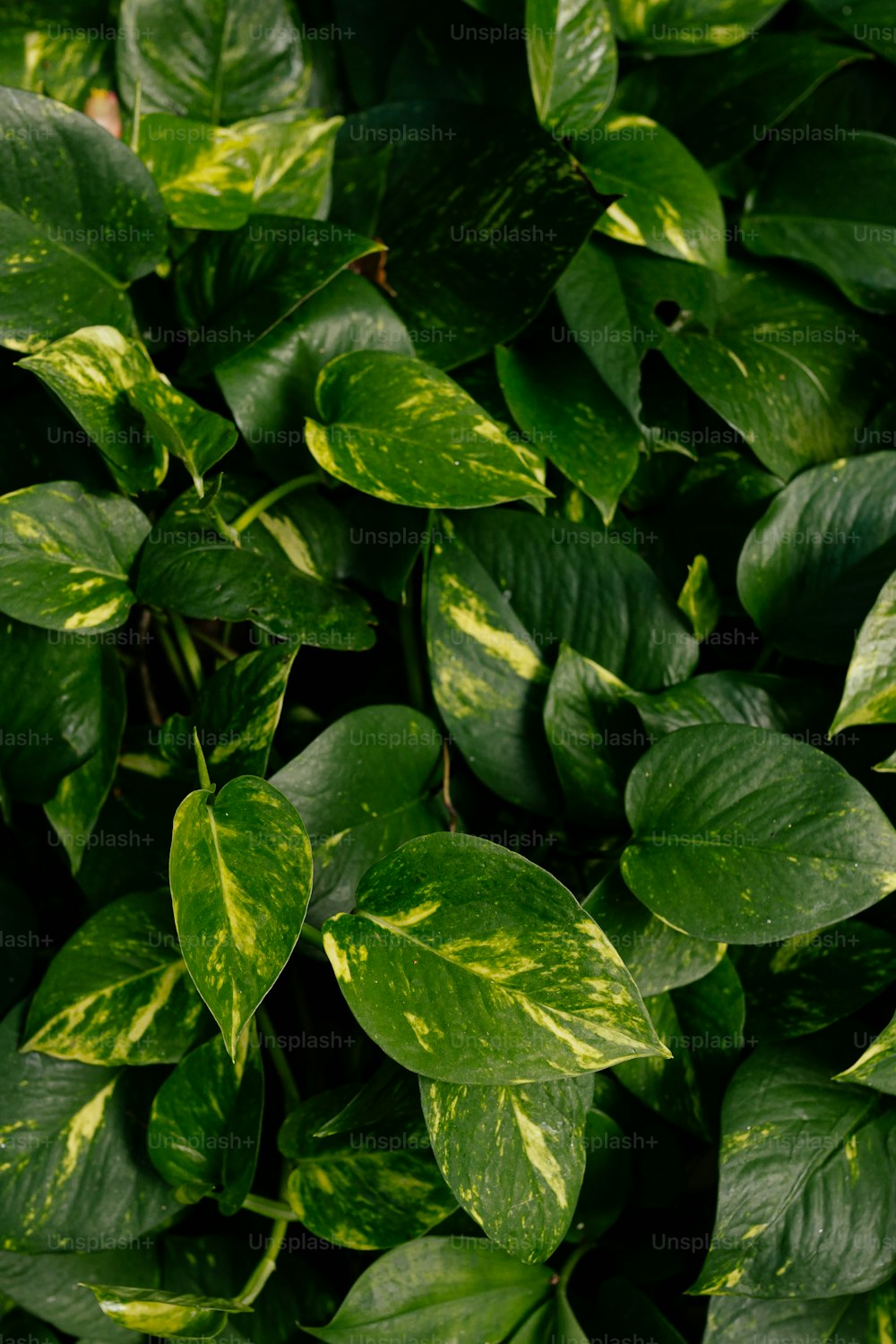 a close up of a plant with green leaves