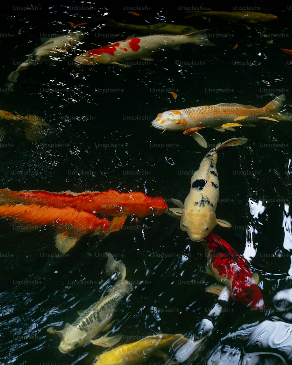 Un gruppo di pesci che nuotano in uno stagno