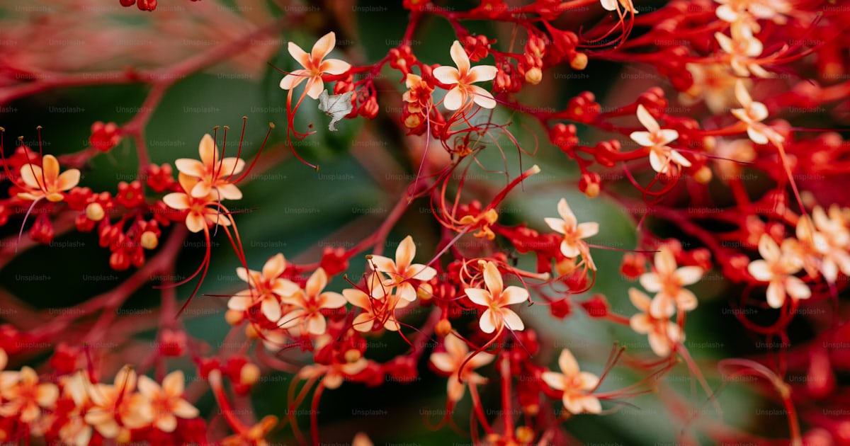 Gros plan d’un bouquet de fleurs rouges photo – Fleur unique Photo sur ...