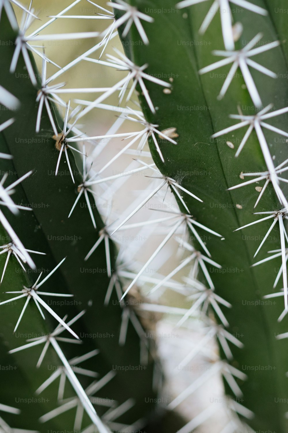 Un primo piano di una pianta di cactus con aghi bianchi
