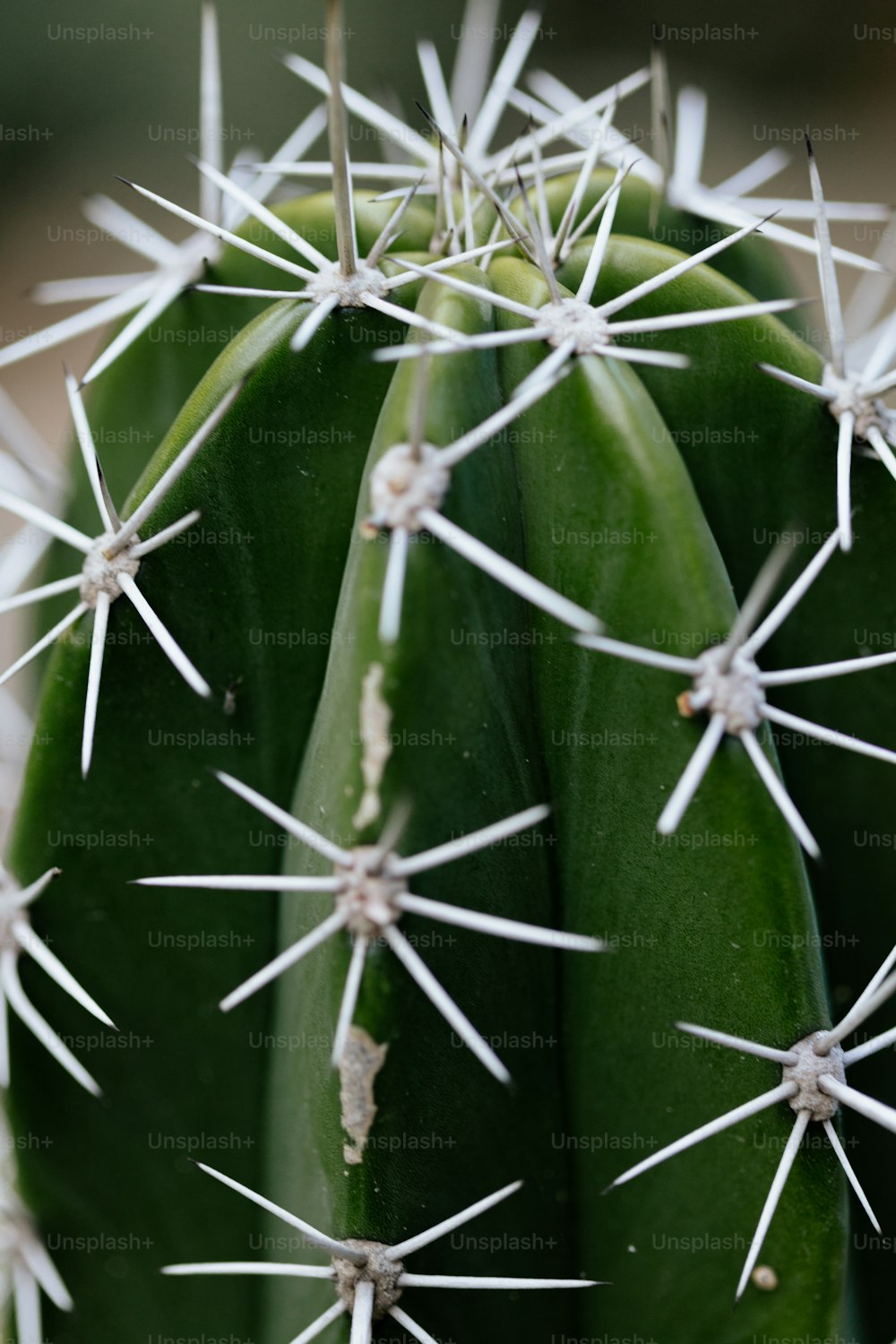 Eine Nahaufnahme eines Kaktus mit vielen Stacheln