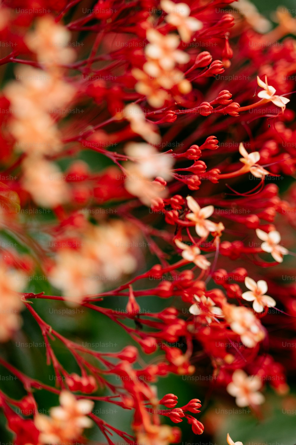um close up de um ramo de flores vermelhas e brancas
