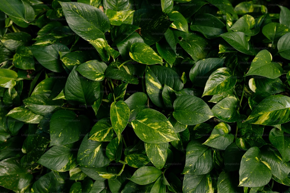 um close up de um arbusto de folhas verdes
