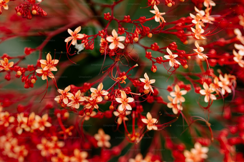 Eine Nahaufnahme eines Straußes roter Blumen