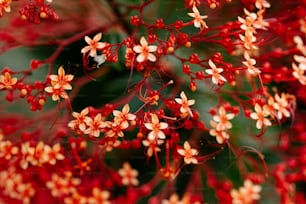 a close up of a bunch of red flowers