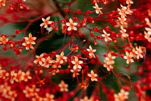 Un primer plano de un ramo de flores rojas