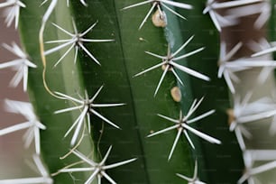 a close up of a green cactus with white spikes
